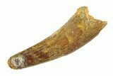 Fossil Spinosaurus Tooth - Real Dinosaur Tooth #353120-1